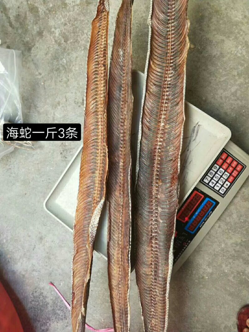 海蛇