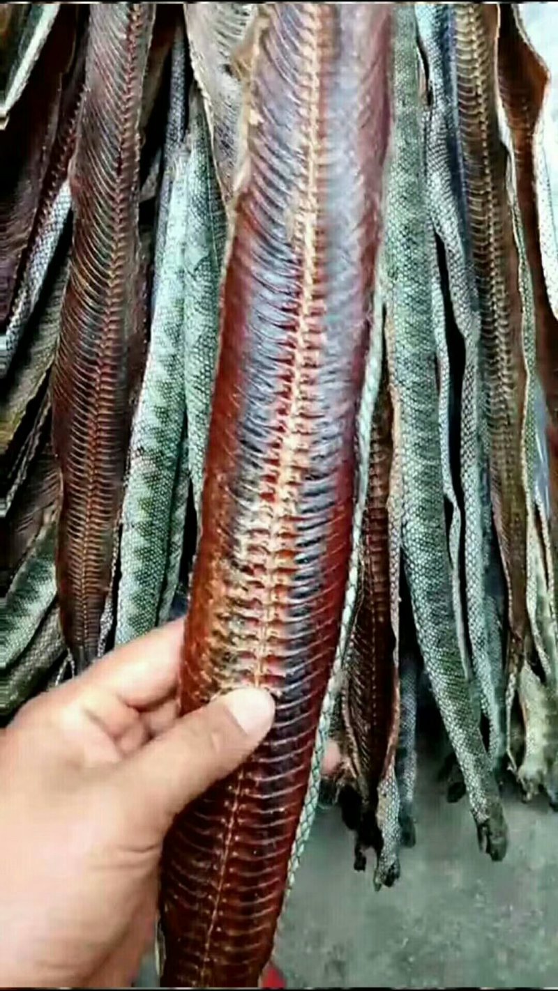 海蛇