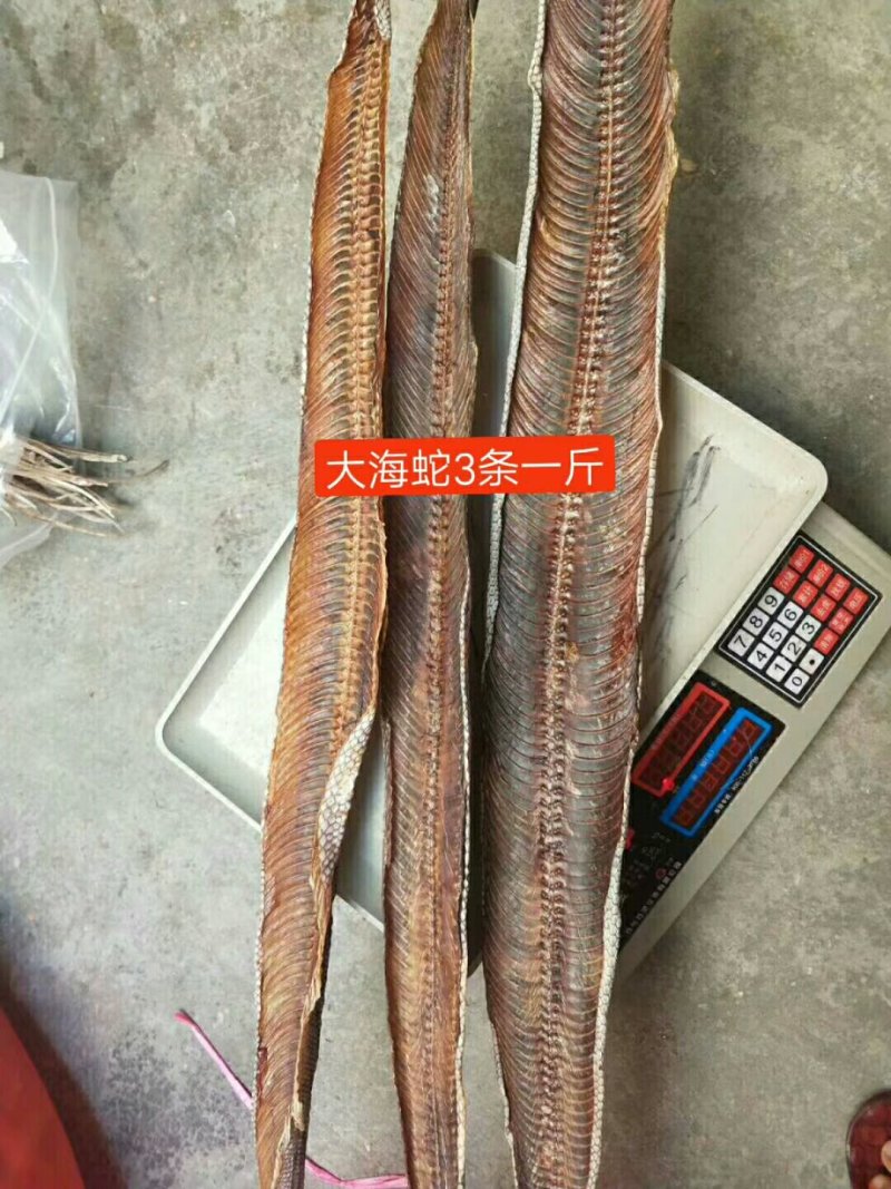 海蛇