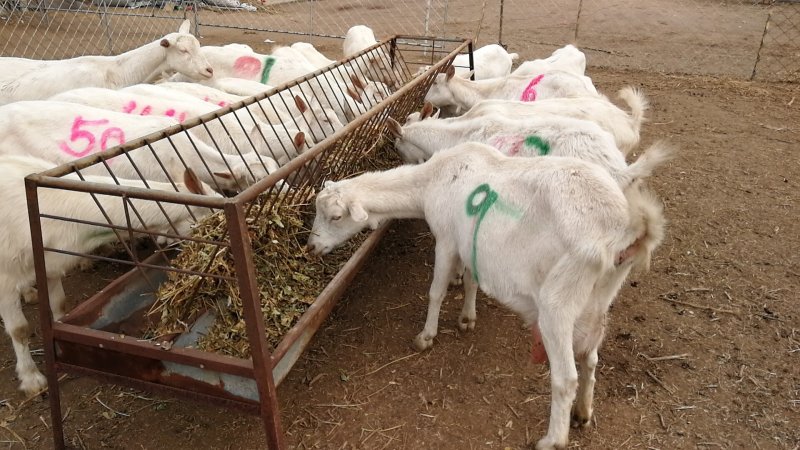 萨能奶羊、哪里出售奶山羊