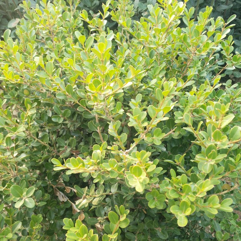 黄杨小苗价格，另有黄杨球供应