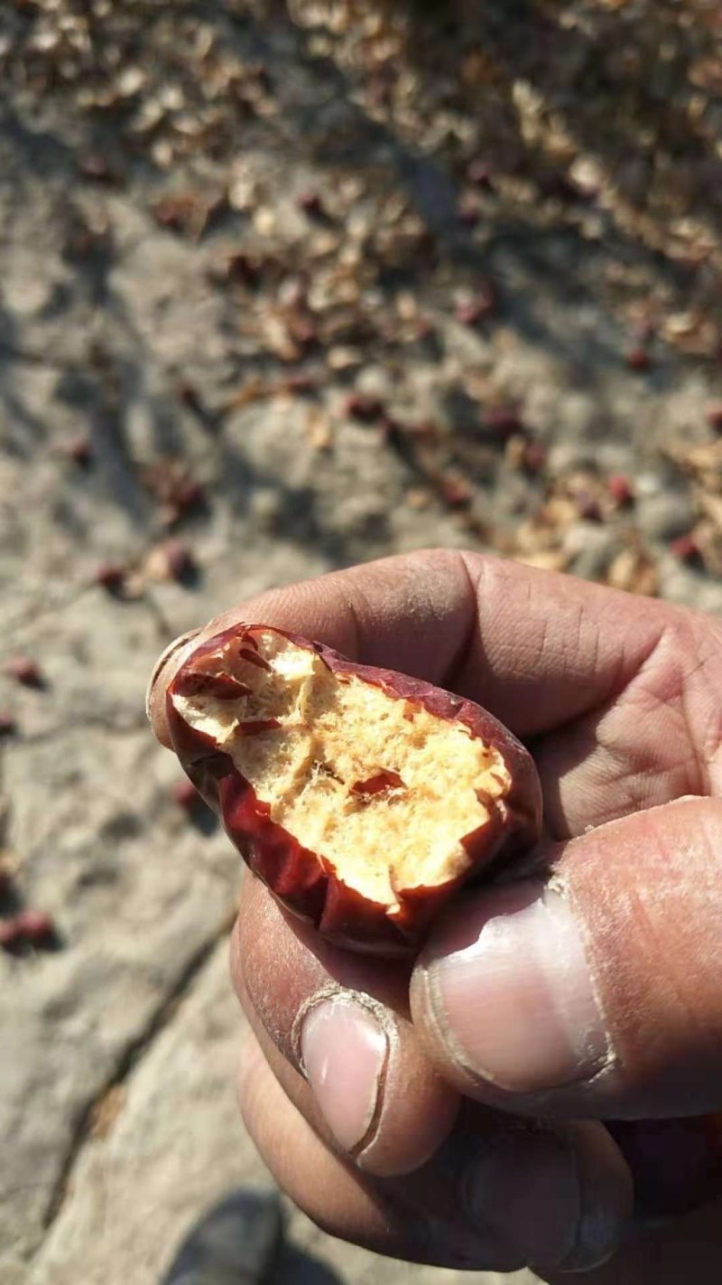 阿克苏骏枣二级，精选货，干枣，一箱22斤