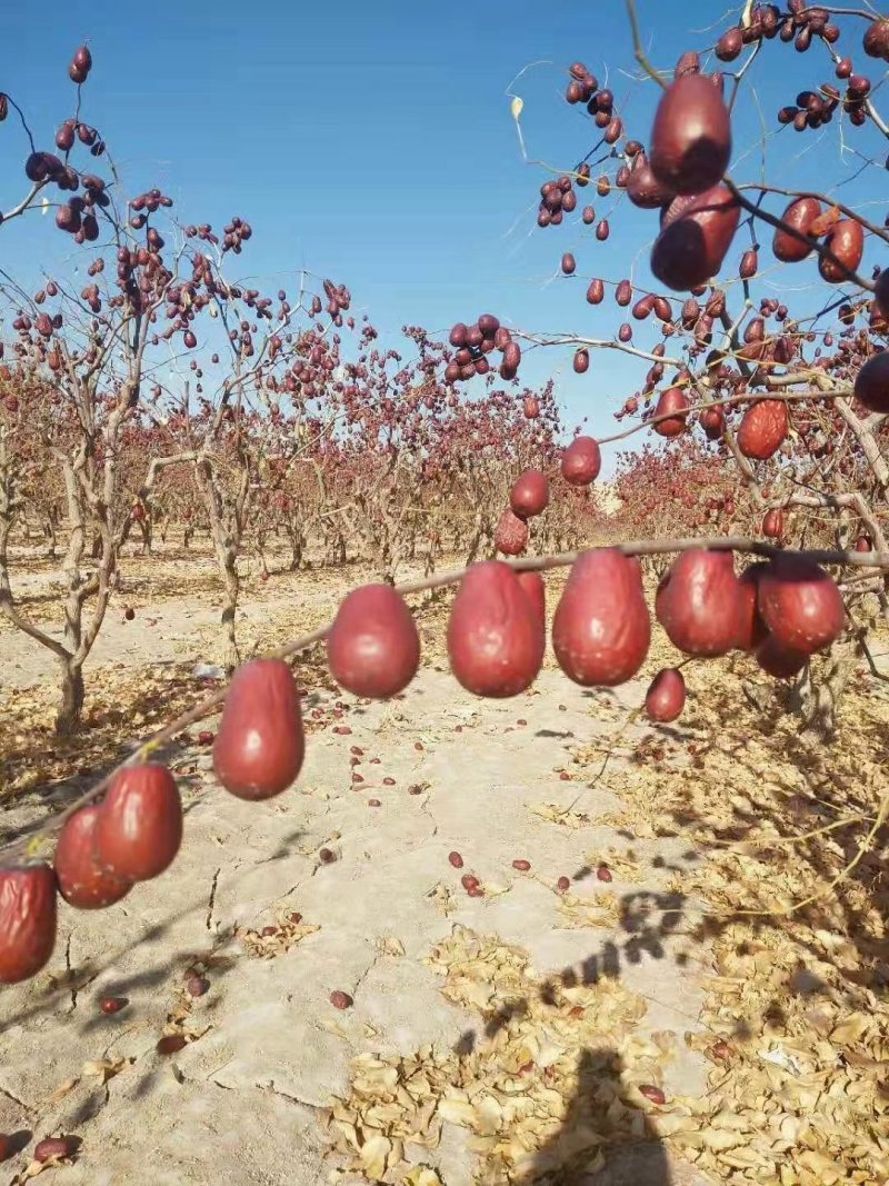 阿克苏骏枣二级，精选货，干枣，一箱22斤
