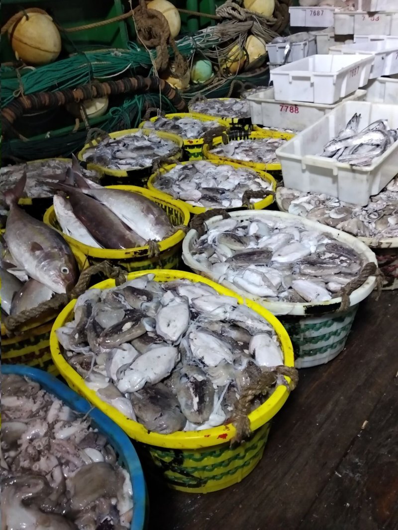 明天又开始出海捕大货了！欢迎预约海产品，