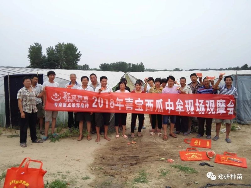 郑研早熟喜宝球型西瓜种子200粒，单瓜16斤