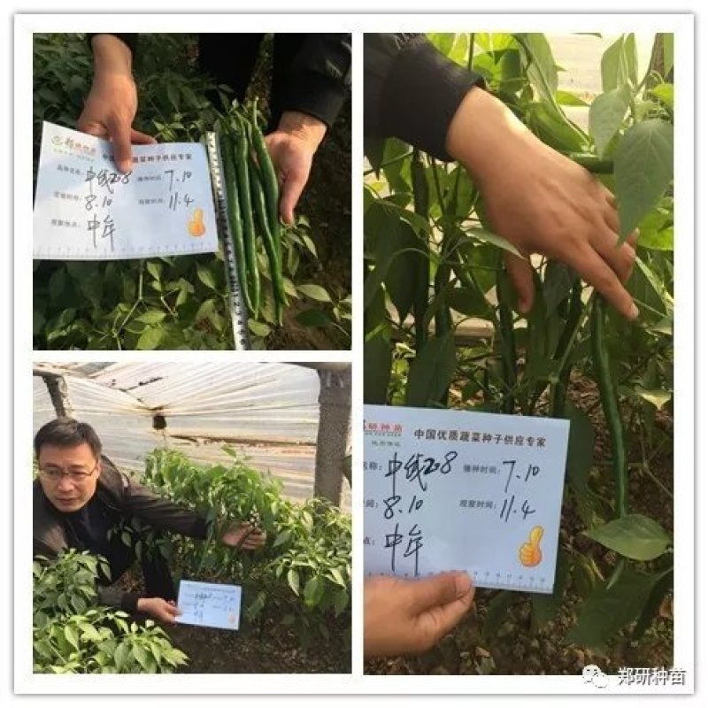 【精】郑研中线208辣椒种子，果长30厘米
