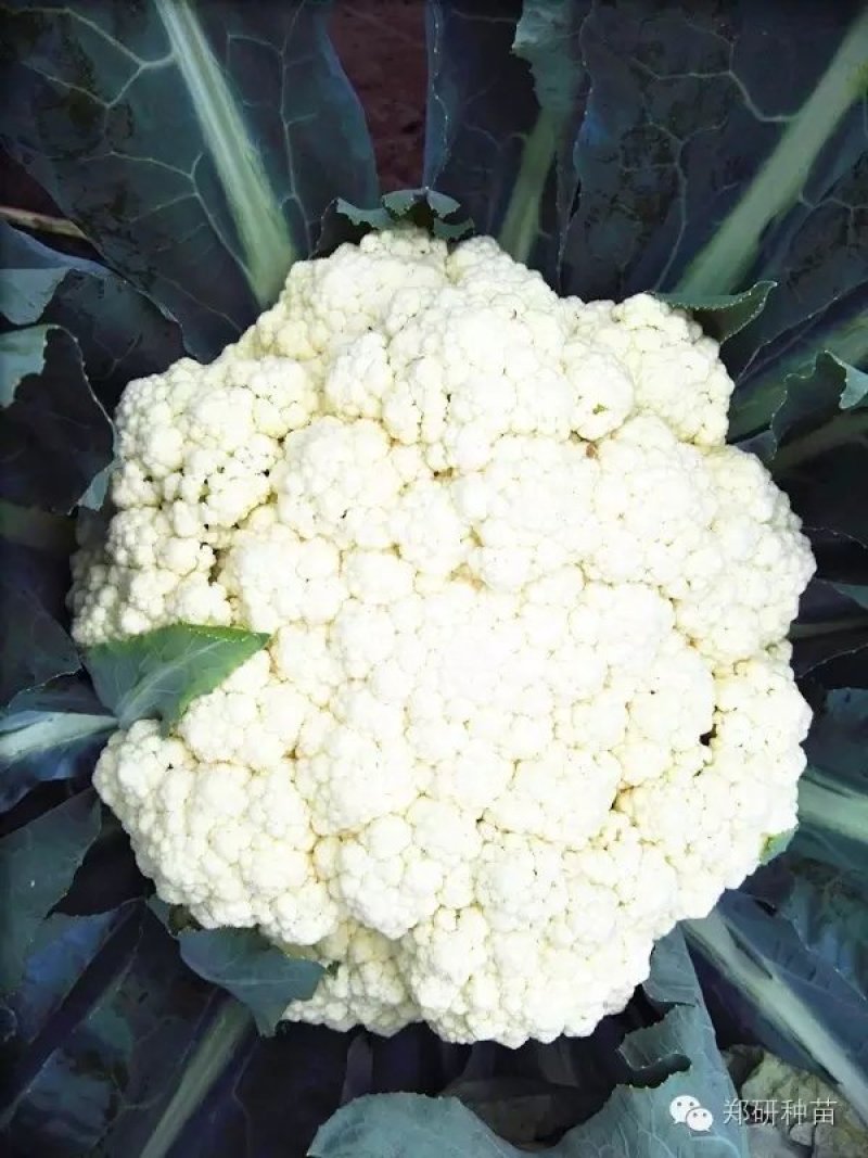 【精】郑研松宝50菜花种子，花球大，散花，品质好，早熟