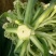 【精】郑研松宝50菜花种子，花球大，散花，品质好，早熟