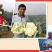 【精】郑研松宝50菜花种子，花球大，散花，品质好，早熟