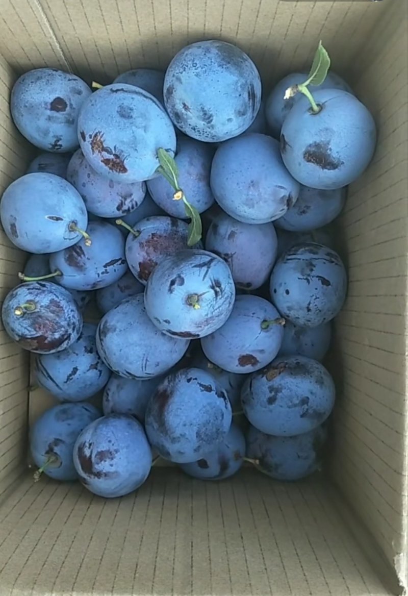 【新品推荐】纯正德国爱琳娜西梅树苗蜂蜜囗味保证品质
