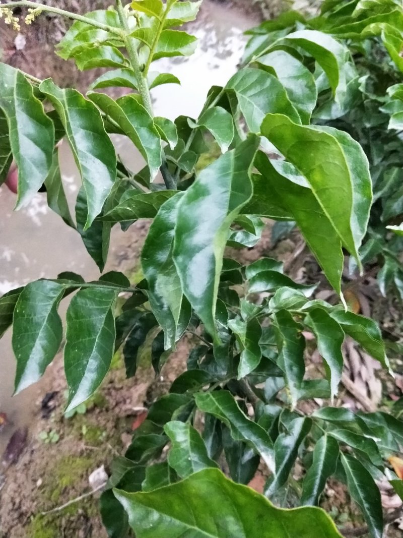 广西纯正黑黄皮果果树苗，，，，，，，，，，，