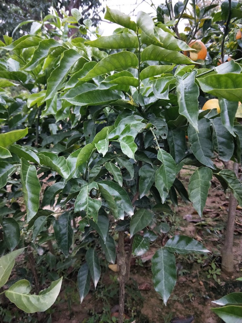 广西纯正黑黄皮果果树苗，，，，，，，，，，，
