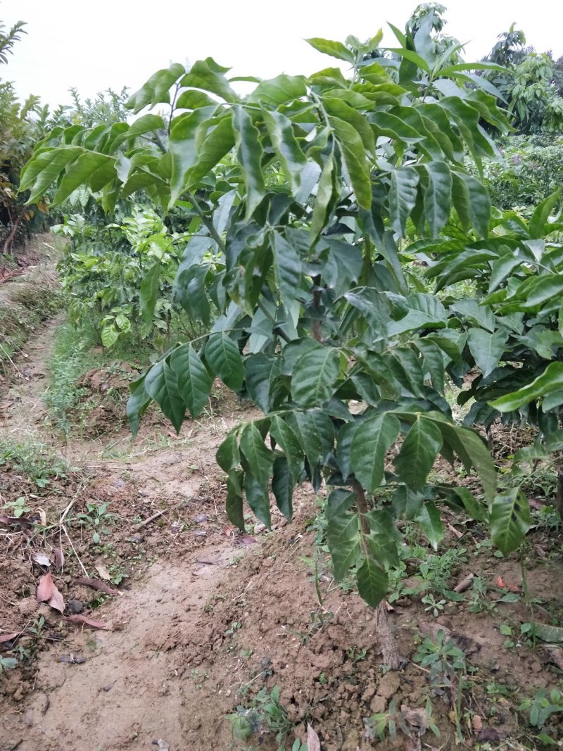 广西纯正黑黄皮果果树苗，，，，，，，，，，，