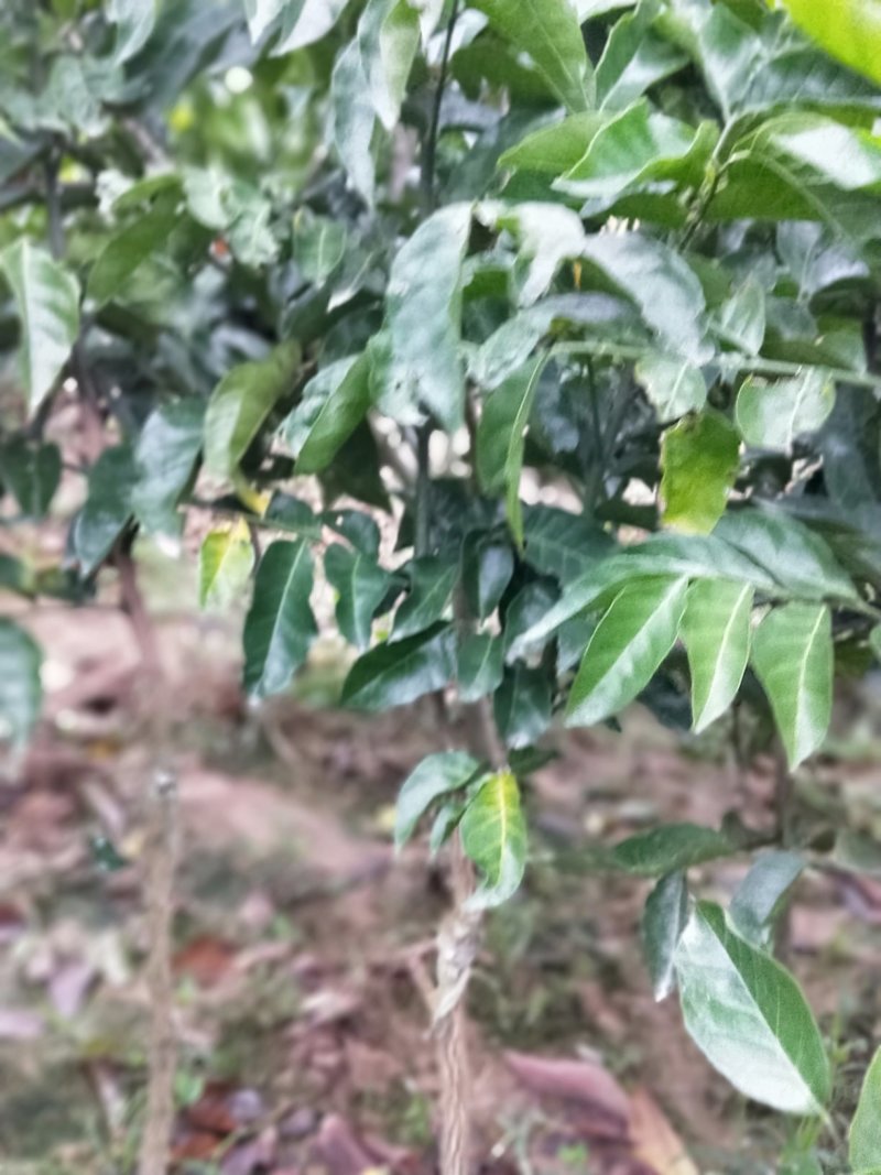 广西纯正黑黄皮果果树苗，，，，，，，，，，，