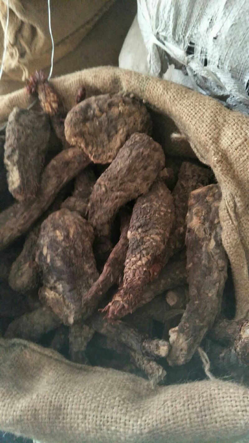 肉苁蓉