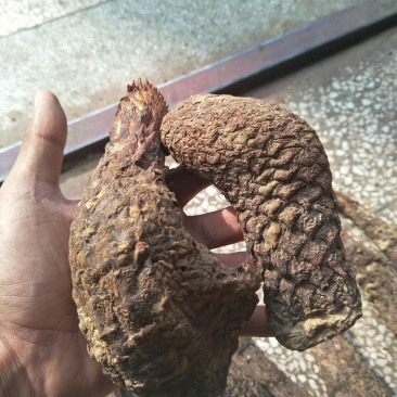 肉苁蓉