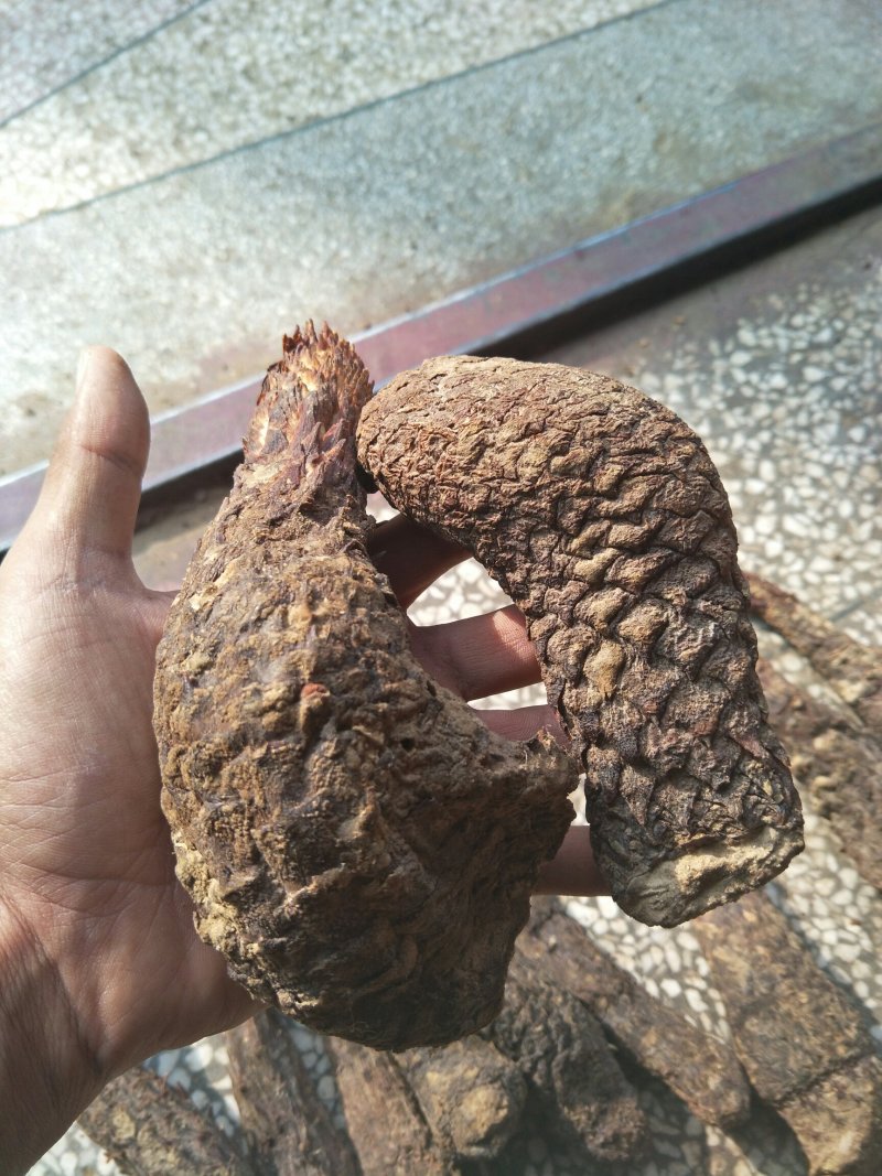 肉苁蓉