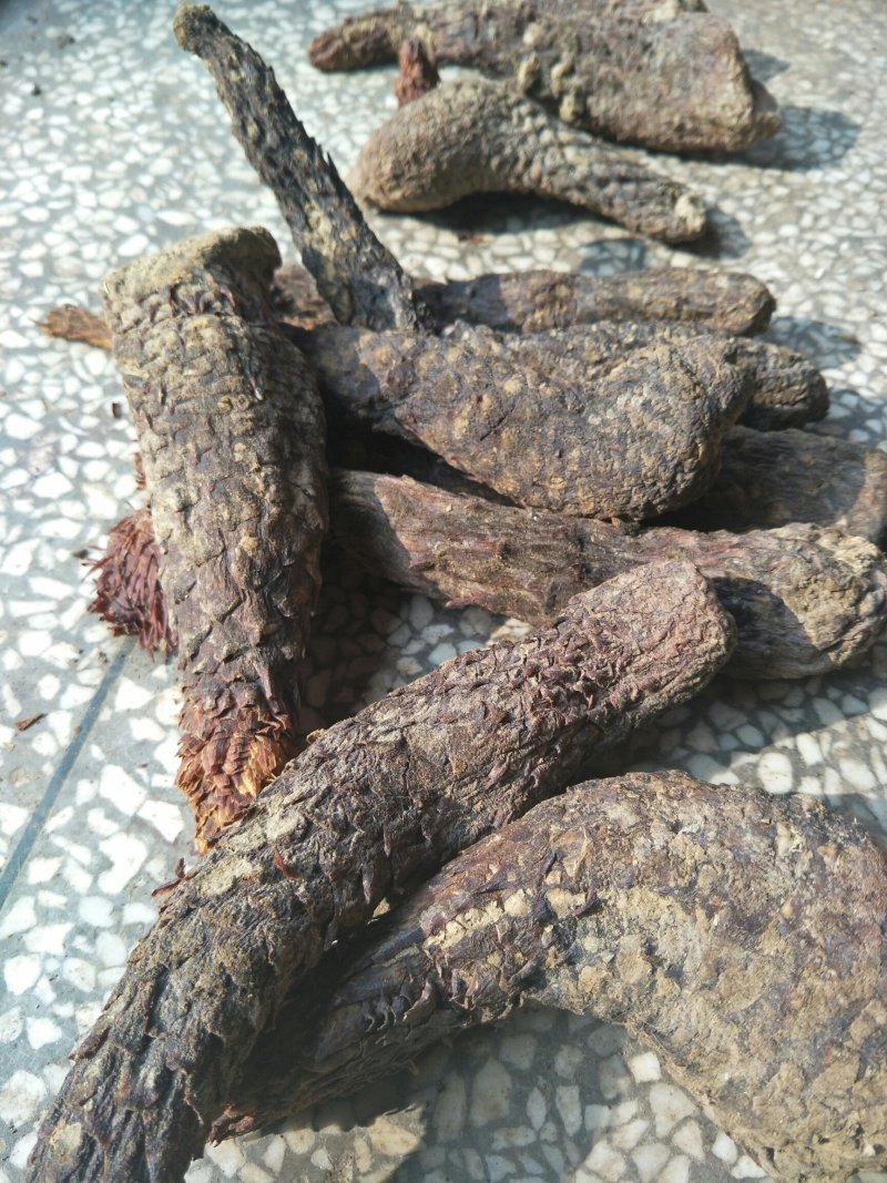 肉苁蓉