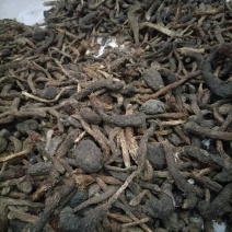 肉苁蓉
