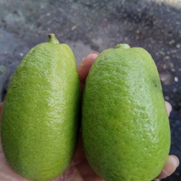 嫁接香水柠檬树苗30~50cm