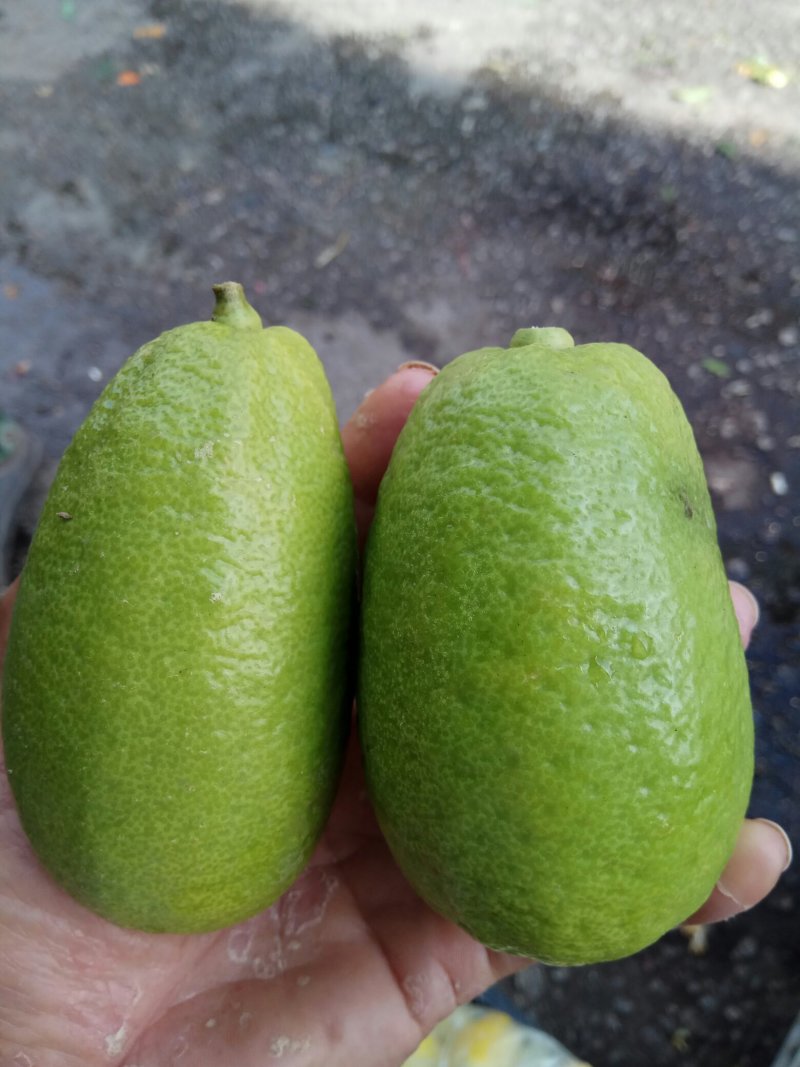 嫁接香水柠檬树苗30~50cm