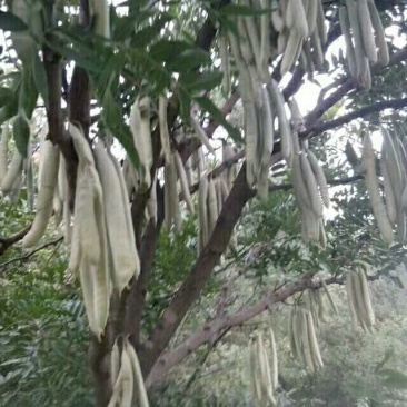 贵州遵义湄潭县优质皂角苗，保证质量