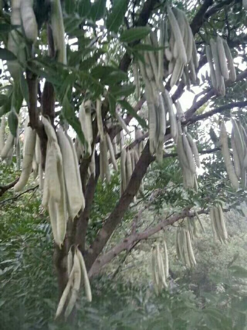 贵州遵义湄潭县优质皂角苗，保证质量