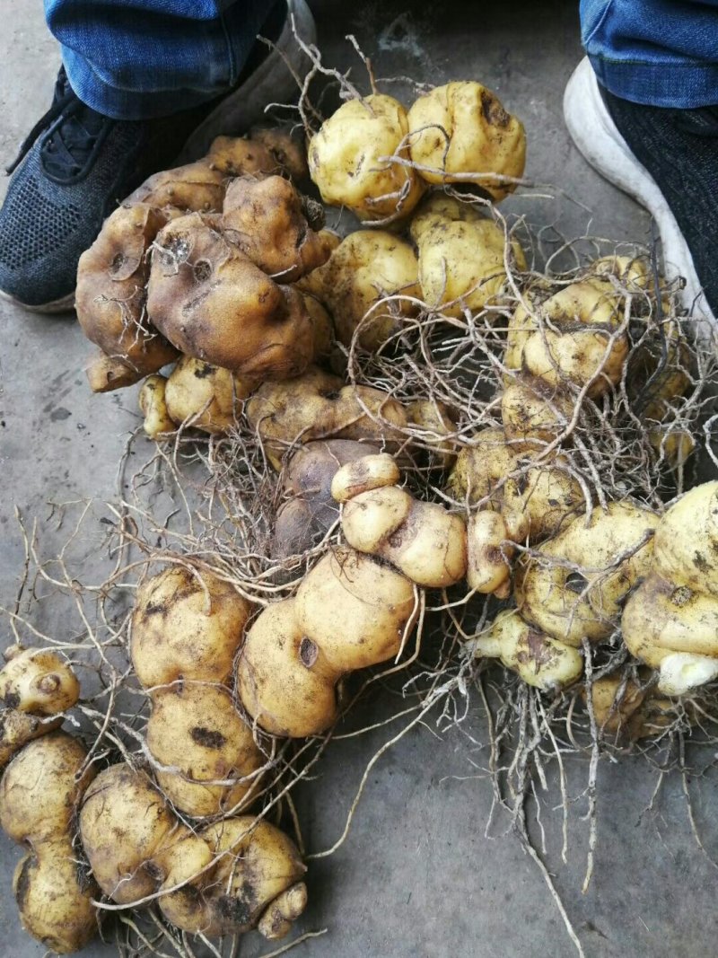黄精