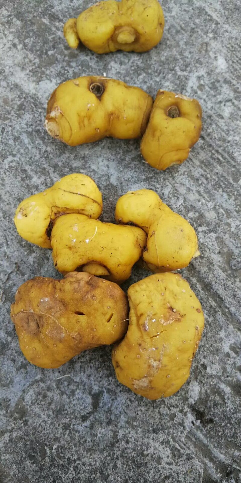 黄精
