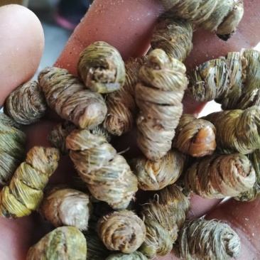 紫皮石斛枫斗禄色精品货