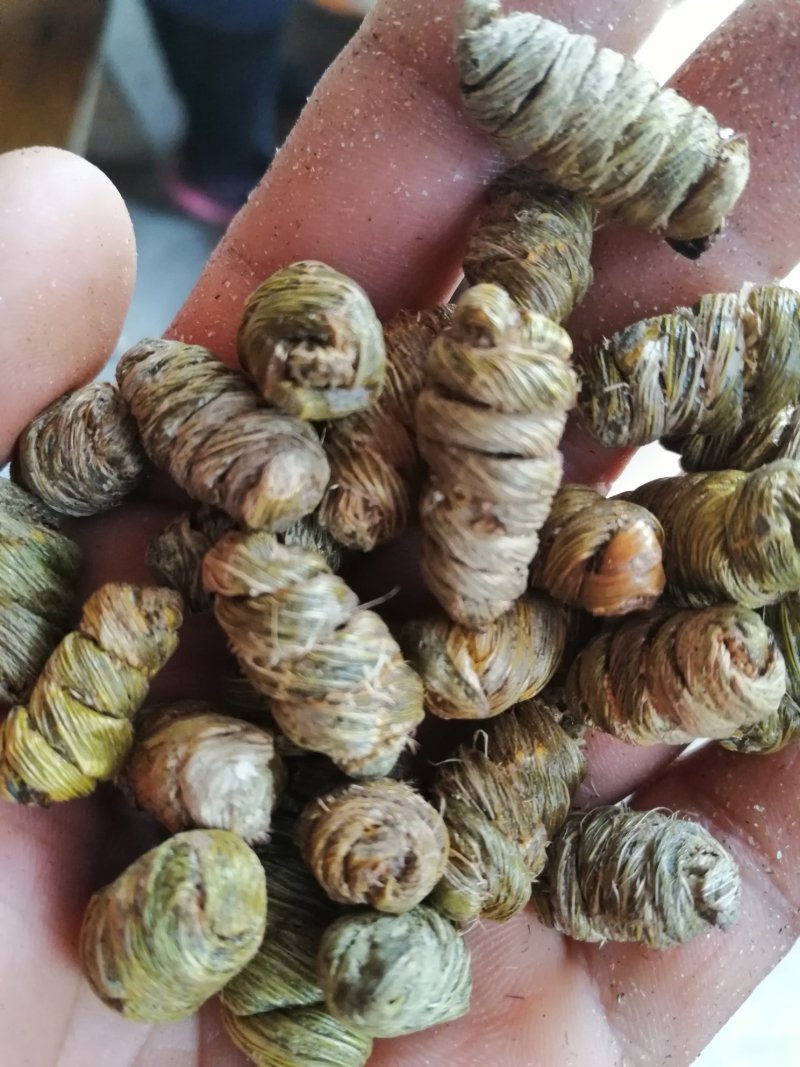 紫皮石斛枫斗禄色精品货