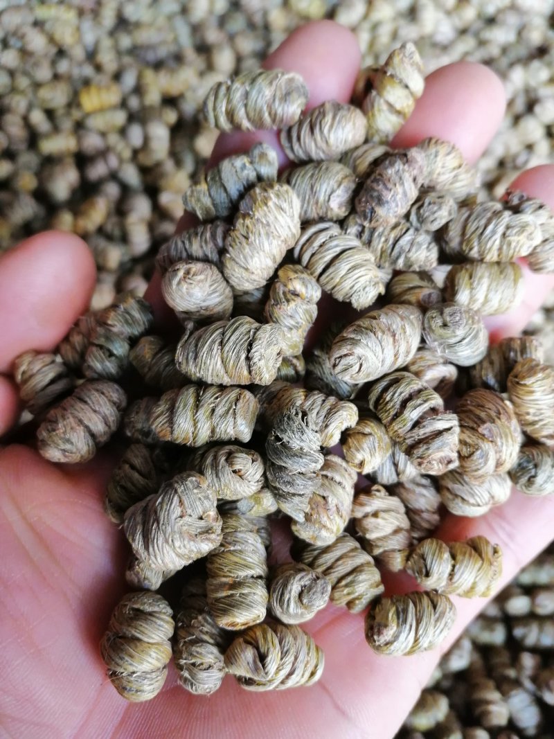 紫皮石斛枫斗禄色精品货
