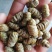 紫皮石斛枫斗禄色精品货