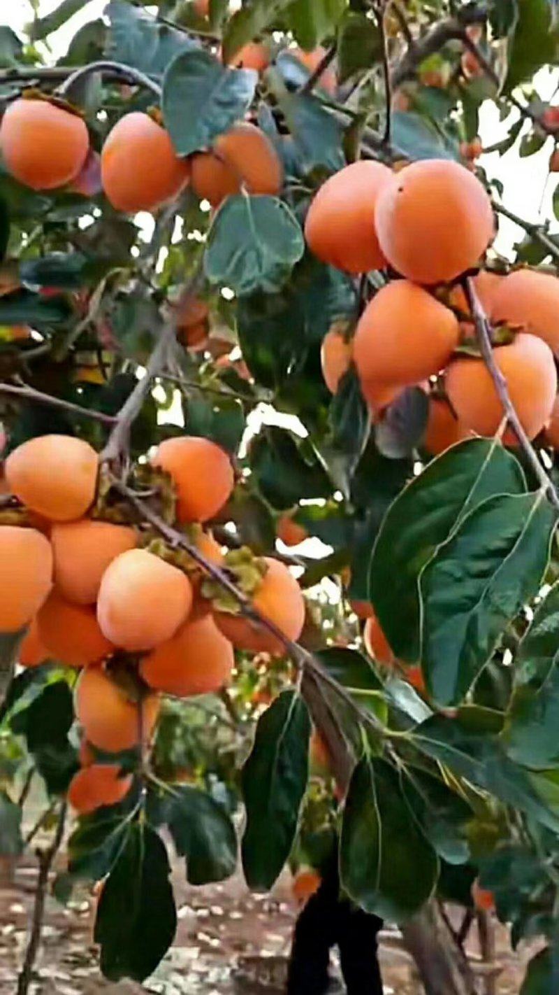 有一种果脯叫：柿饼有一个定位叫：陕西有一个品质叫：纯