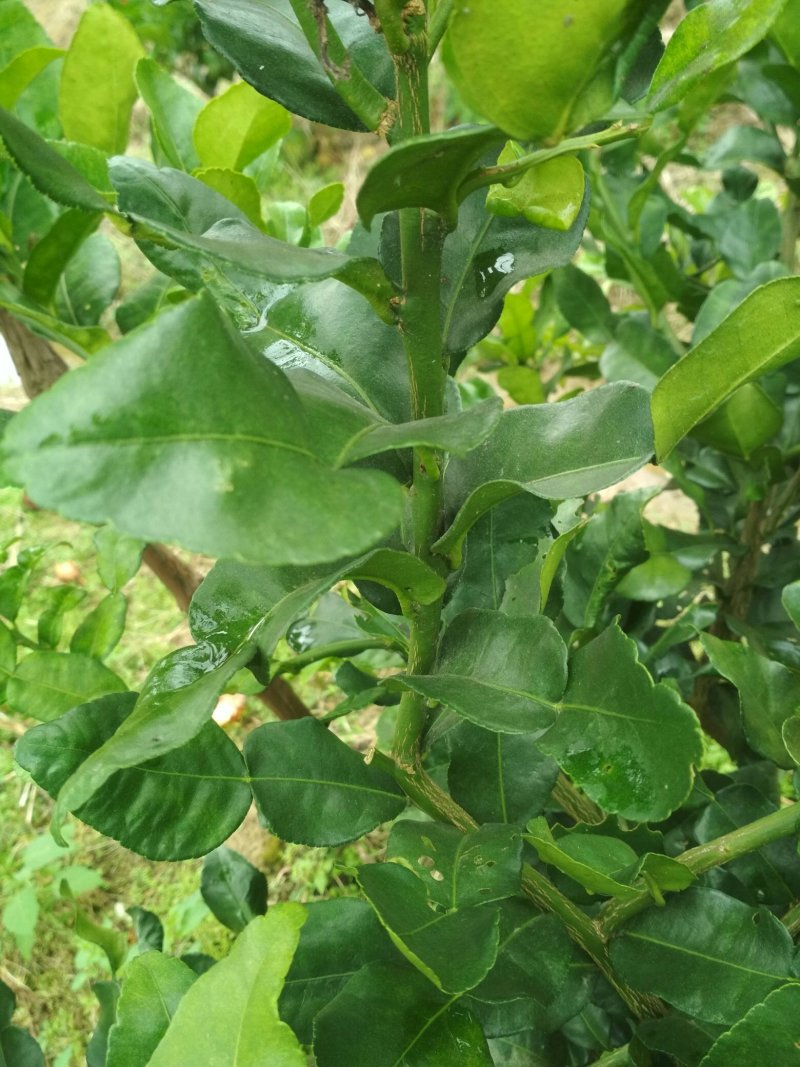 干香茅泰国柠檬香茅香茅草