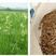 油料作物、地下核桃、经济作物新品种——油沙豆