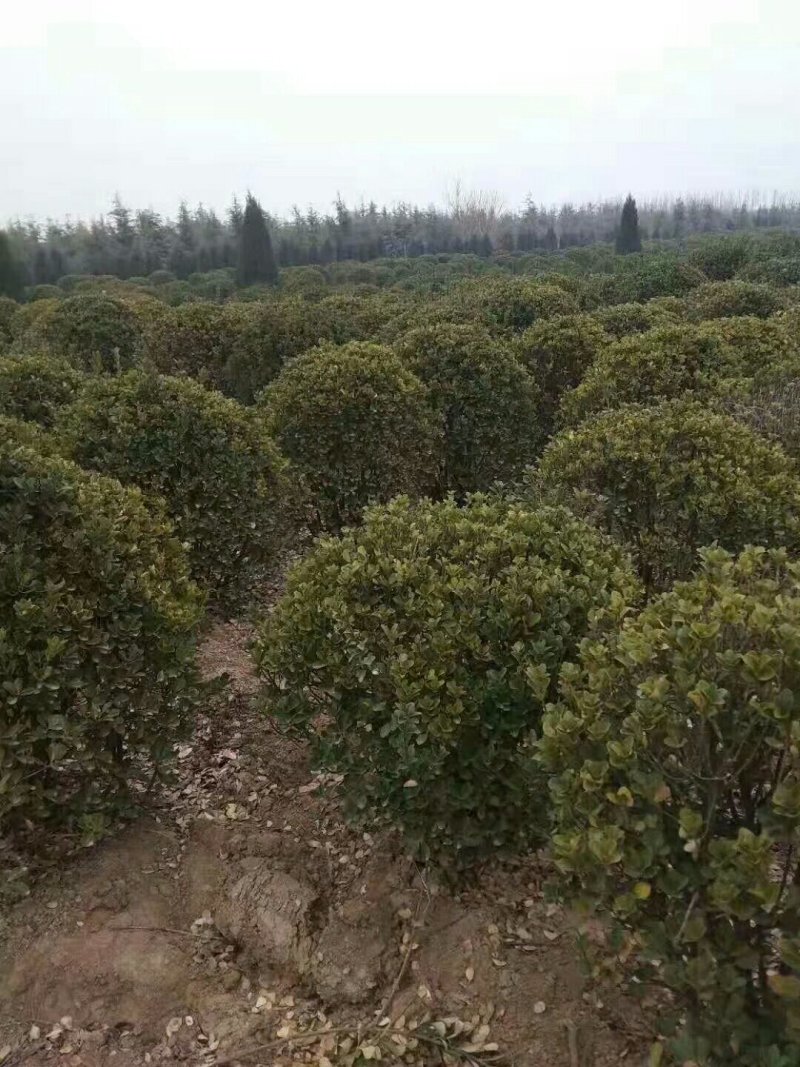 冬青球精品一米球八十球