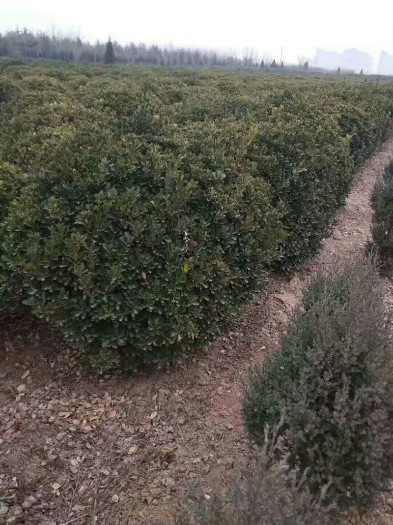 冬青球精品一米球八十球