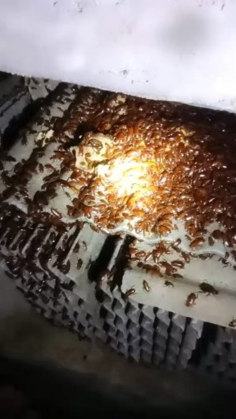 蟑螂