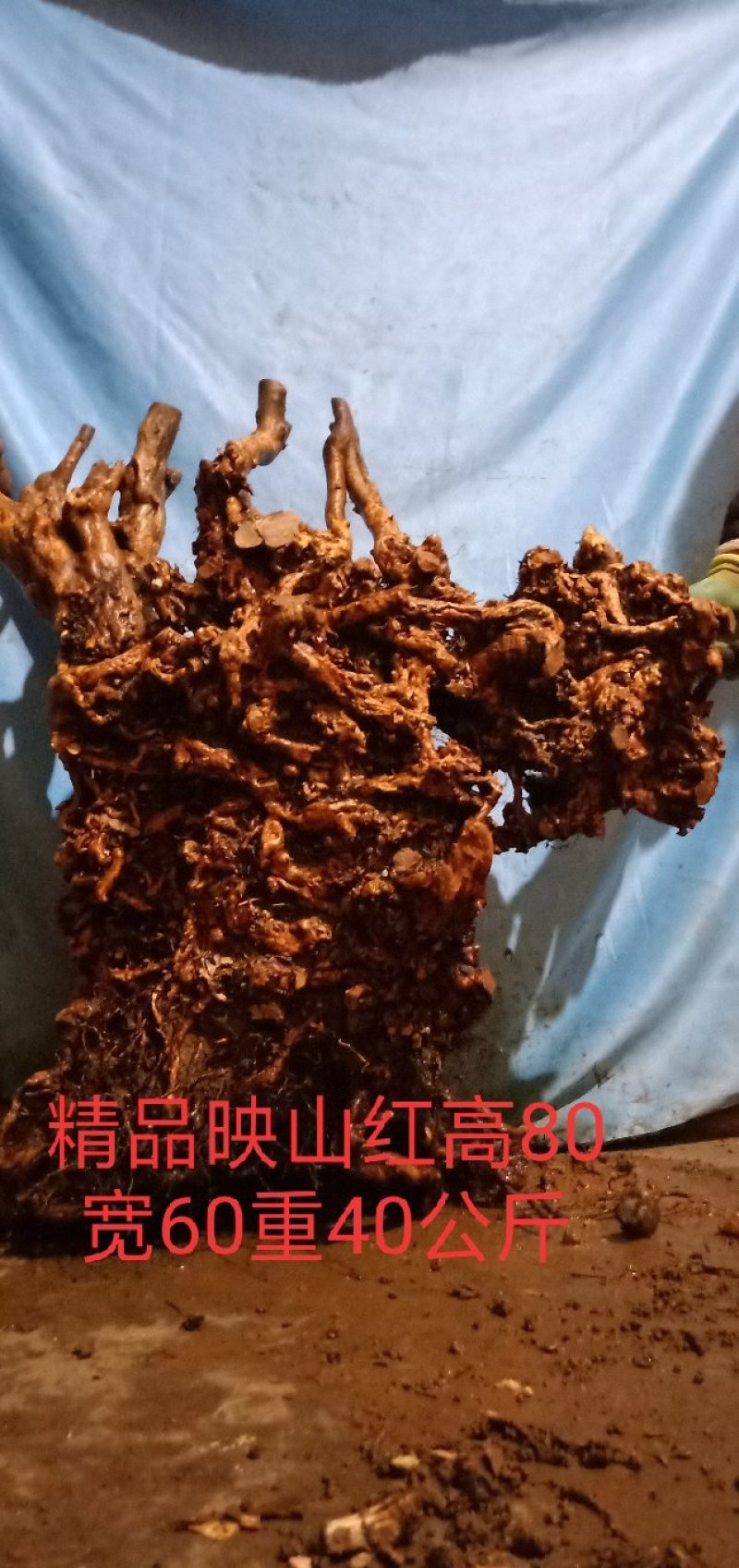 映山红