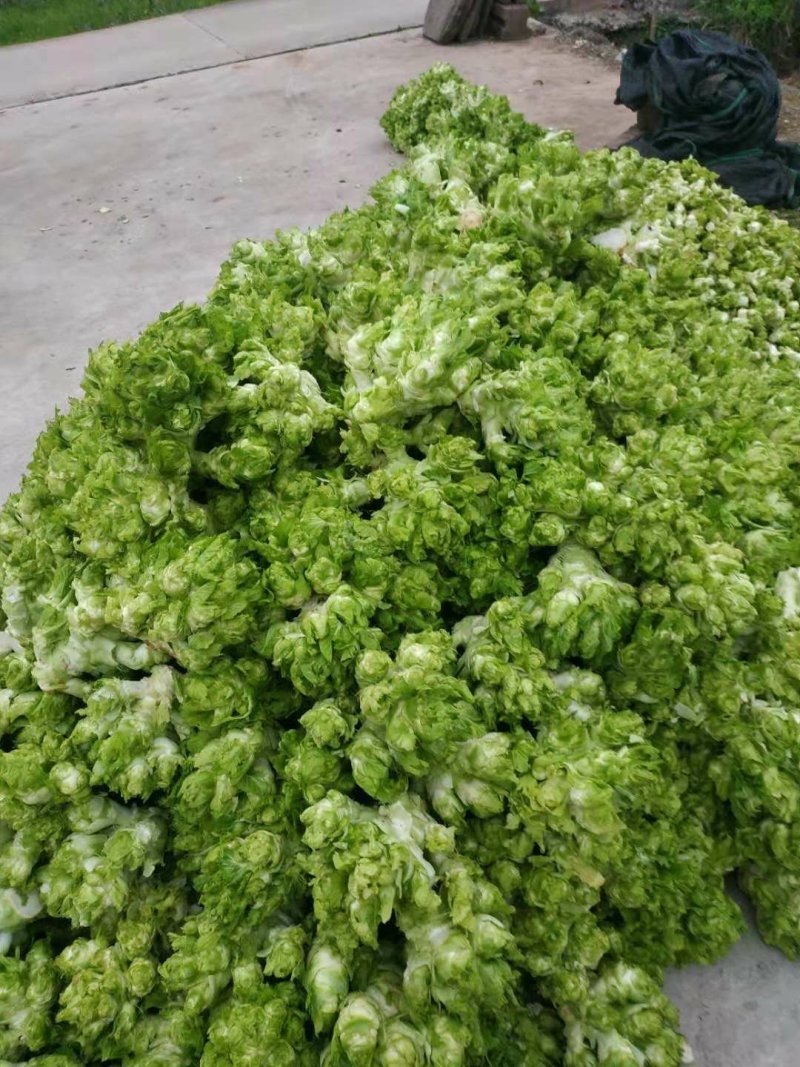 儿菜遂宁，重庆，成都均有基地