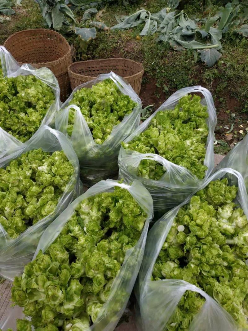 儿菜遂宁，重庆，成都均有基地