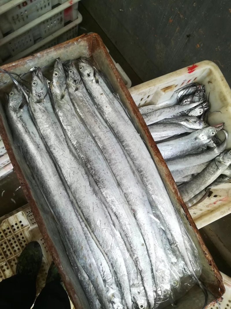 带鱼海捕刀鱼渤海湾带鱼日照本地带鱼新日期常年供货