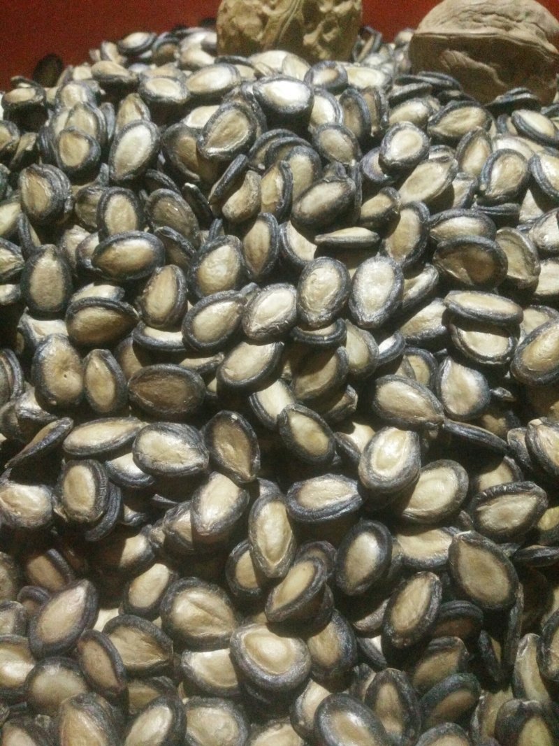 黑瓜子批发甘肃玉门瓜子种植大板瓜子黑瓜子产地批发