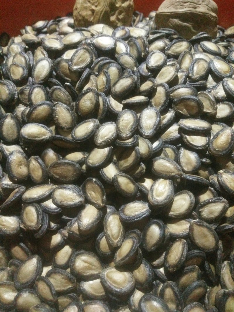 黑瓜子批发甘肃玉门瓜子种植大板瓜子黑瓜子产地批发