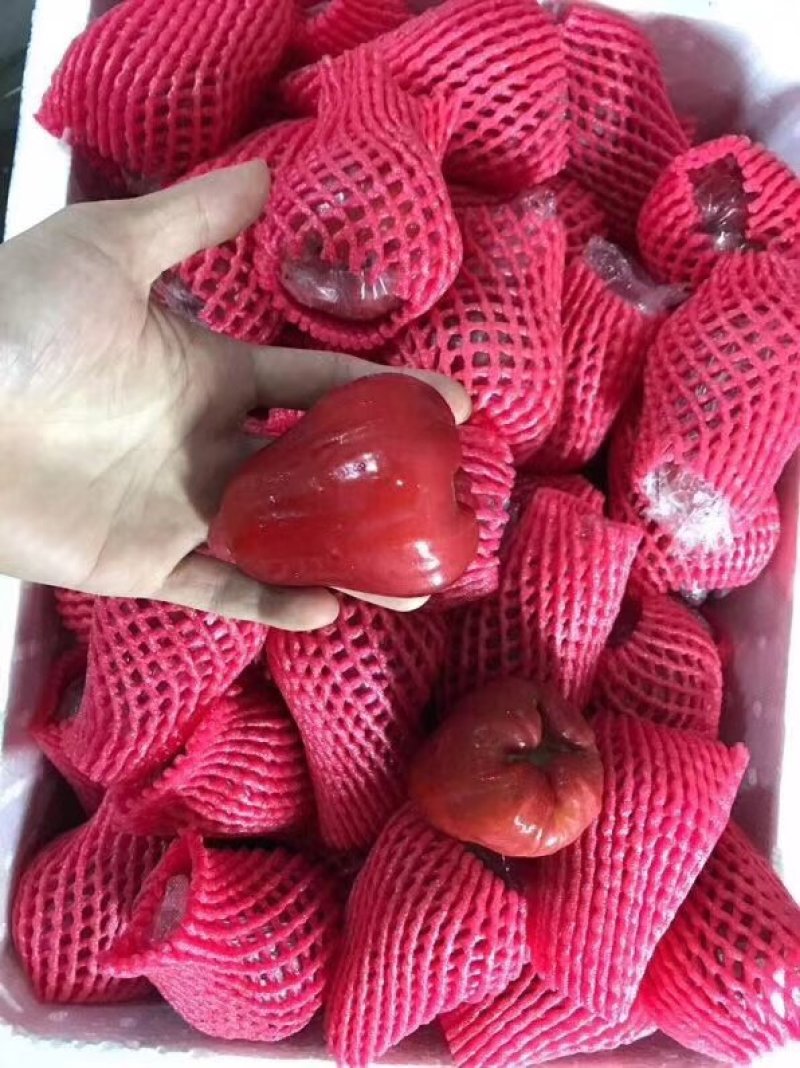 莲雾