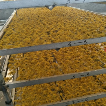 金丝皇菊花茶