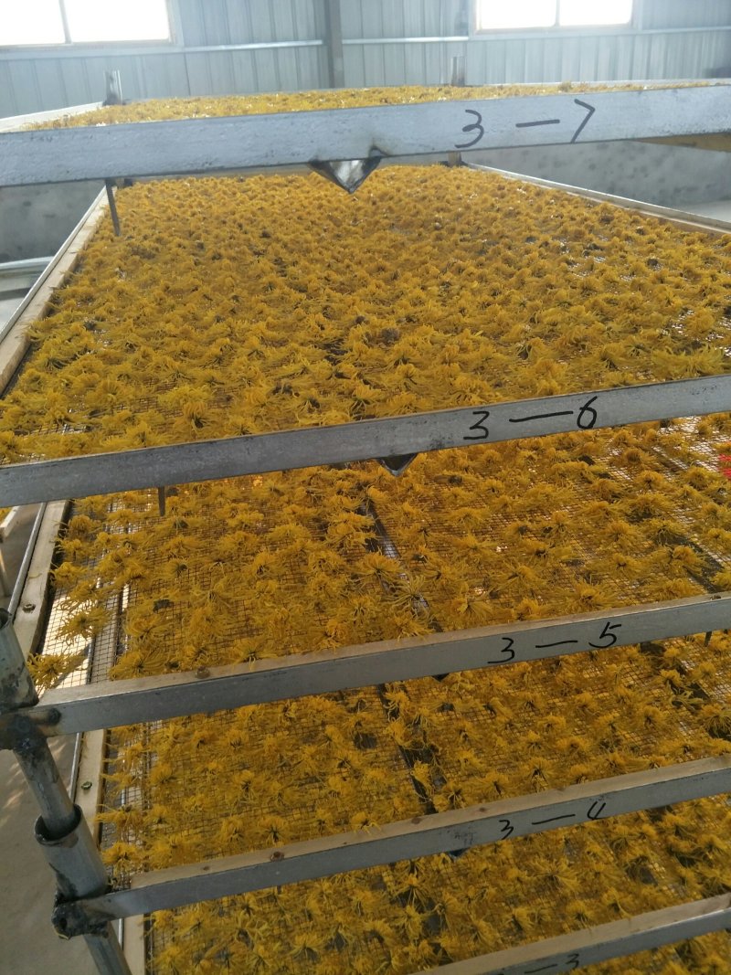 金丝皇菊花茶