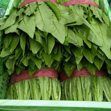 叶菜类