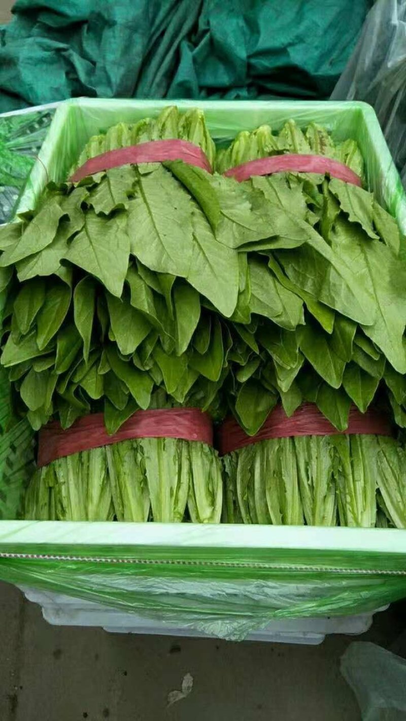 叶菜类